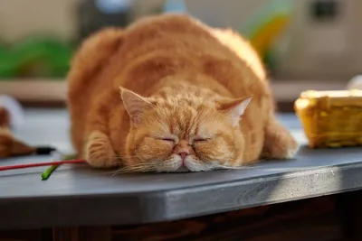 Фото рыжего кота - обои для iPhone в webp формате высокого разрешения