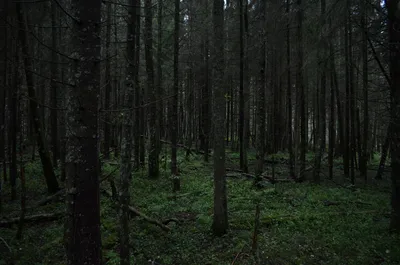 Темный лес - обои для телефона в формате jpg 