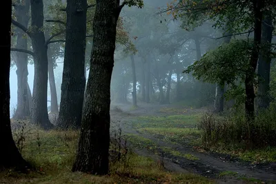 Фото Темный лес в png формате для iPhone 