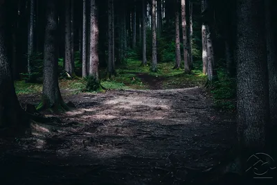 Фото Темный лес - скачать бесплатно на iPhone 