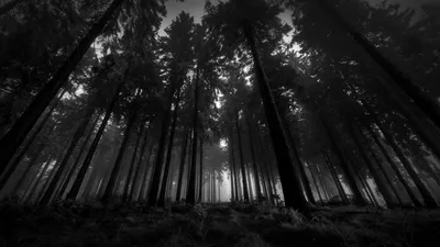 Фото Темный лес - обои для телефона в jpg 
