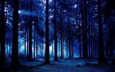 Скачать бесплатные обои Темный лес на iPhone 
