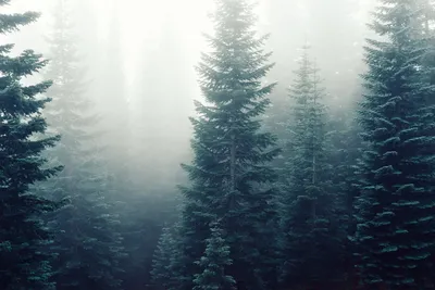 Уникальные обои Темный лес на Windows 