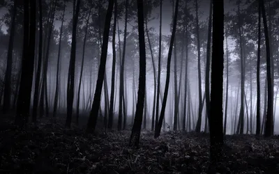 Скачать бесплатные обои Темный лес на телефон 