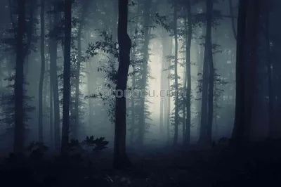 Удивительные обои Темный лес на Windows 