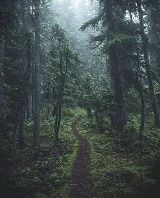Фото Темный лес в jpg формате - обои для iPhone 
