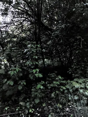 Фото Темный лес - скачать бесплатно на iPhone 