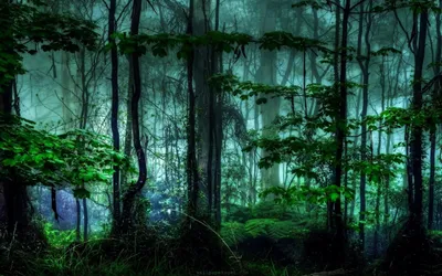 Фоновые изображения Темный лес в хорошем качестве 