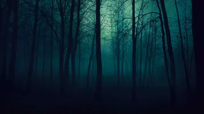 Фото Темный лес - обои на телефон в формате png 