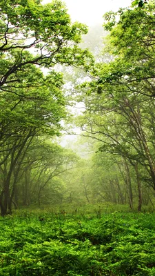 Обои the forest: эффектные фото экшн