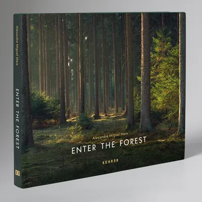 The forest: фото на телефон в формате jpg