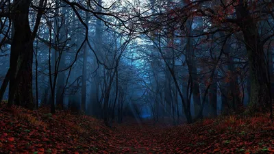 The forest: фото экшн на телефон в формате jpg