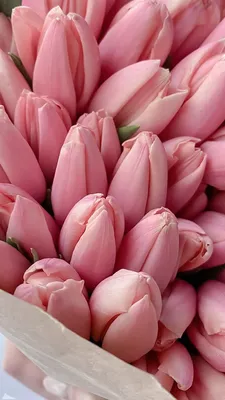 Тюльпаны розовые обои