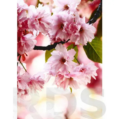 Прекрасные обои Цветущая сакура для iPhone