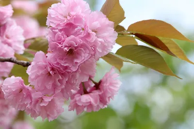 Весна цветы: обои на телефон скачать бесплатно
