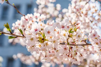 Весна цветы: фото для рабочего стола в хорошем качестве