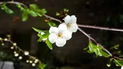 Весна цветы: обои для iphone в хорошем качестве