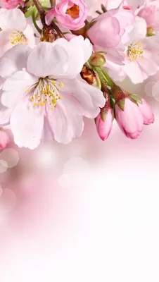 Весна цветы: обои на телефон в формате webp