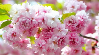 Весна цветы: обои на рабочий стол бесплатно