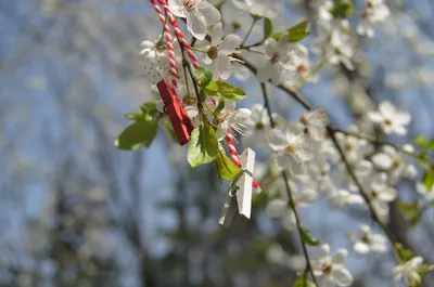 Фото Весна цветы для iphone: скачать обои на телефон