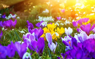 Фото Весна цветы для iphone: скачать jpg