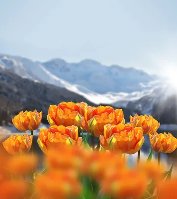 Весна цветы: фото в хорошем качестве в формате png