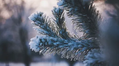 Зимний фон для iPhone: Ветки в снегу в формате PNG