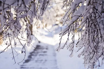 Ветви в снегу: Зимние обои на телефон в формате WebP