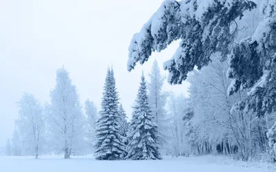 Ветки в снегу: Бесплатные обои в форматах jpg, png, webp