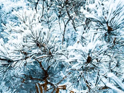 Фото Ветки в снегу: Зимний леденец для вашего устройства