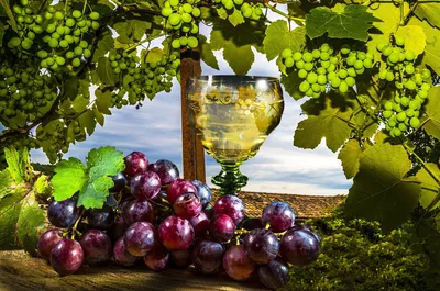 Виноград на фон для iPhone: бесплатное скачивание в png