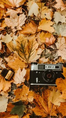Обои на телефон фотоаппарат, осень, листва, ретро, винтаж, фотопленка -  скачать бесплатно в высоком качестве из категории \"Технологии\"
