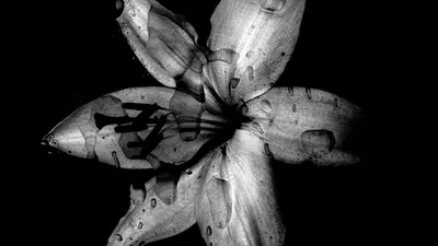 Водная лилия белая Леново: Загадочная красота в высоком разрешении