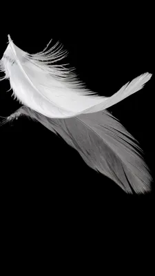 Водная лилия белая Леново: Фото для iPhone и Android в высоком качестве