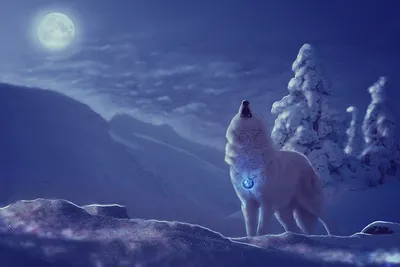 Волк луна обои