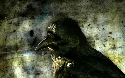 Эксклюзивные обои The Crow Raven | Вороны, Красно-черные обои, Черные черепа