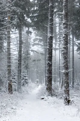 Зимний лес: обои для телефона в формате jpg