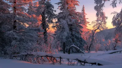Фото Зимний лес: скачайте бесплатные обои на телефон