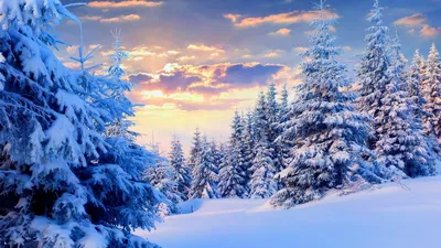 Зимний лес: фотографии высокого качества в формате jpg
