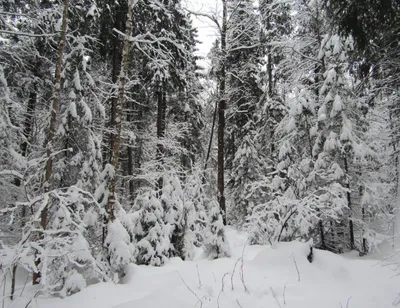 Обои Зимний лес: природные красоты на вашем устройстве