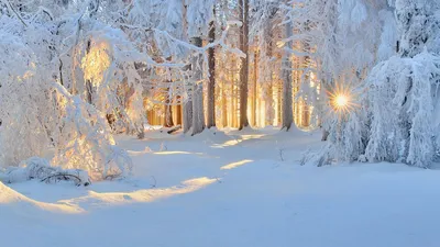 Фото Зимний лес: великолепное сочетание цветов и оттенков