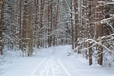 Обои Зимний лес для iPhone: декорируйте ваш гаджет