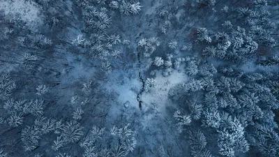 Зимний лес: привнесите красоту природы на свой экран
