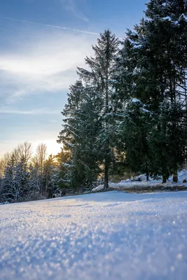 Фото Зимний лес: погрузитесь во волшебный зимний мир