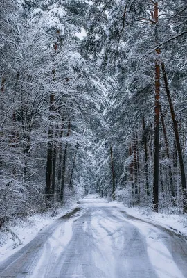 Обои Зимний лес для iPhone: в хорошем качестве
