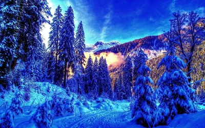 Зимний лес в обоях: сопряжение красоты и спокойствия