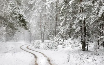 Фото Зимний лес: облучите ваш экран атмосферой магии