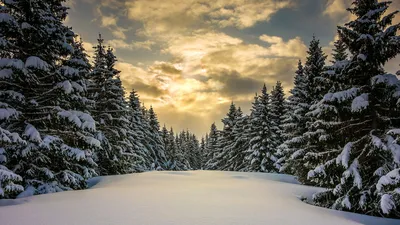 Обои Зимний лес для Android: олицетворение зимнего очарования