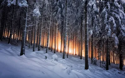 Зимний лес: воплощение гармонии и естественной красоты