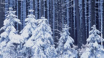 Обои на телефон Зимний лес в формате jpg: уют и тепло на вашем устройстве